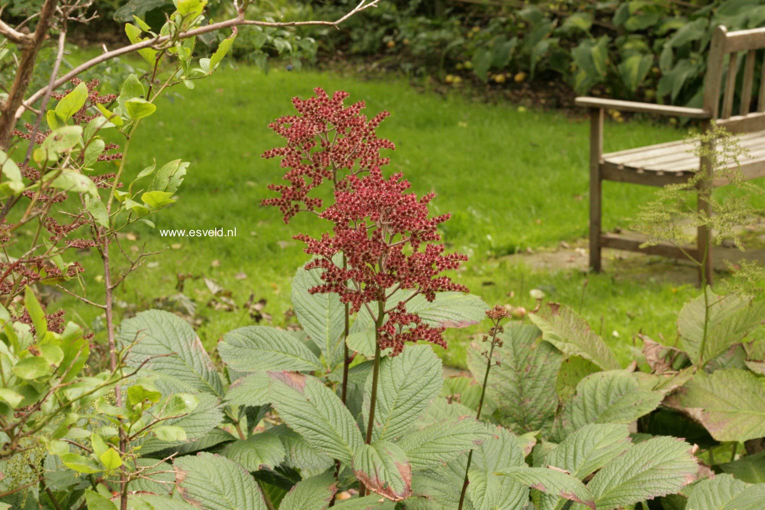 Rodgersia pinnata 'Maurice Mason'