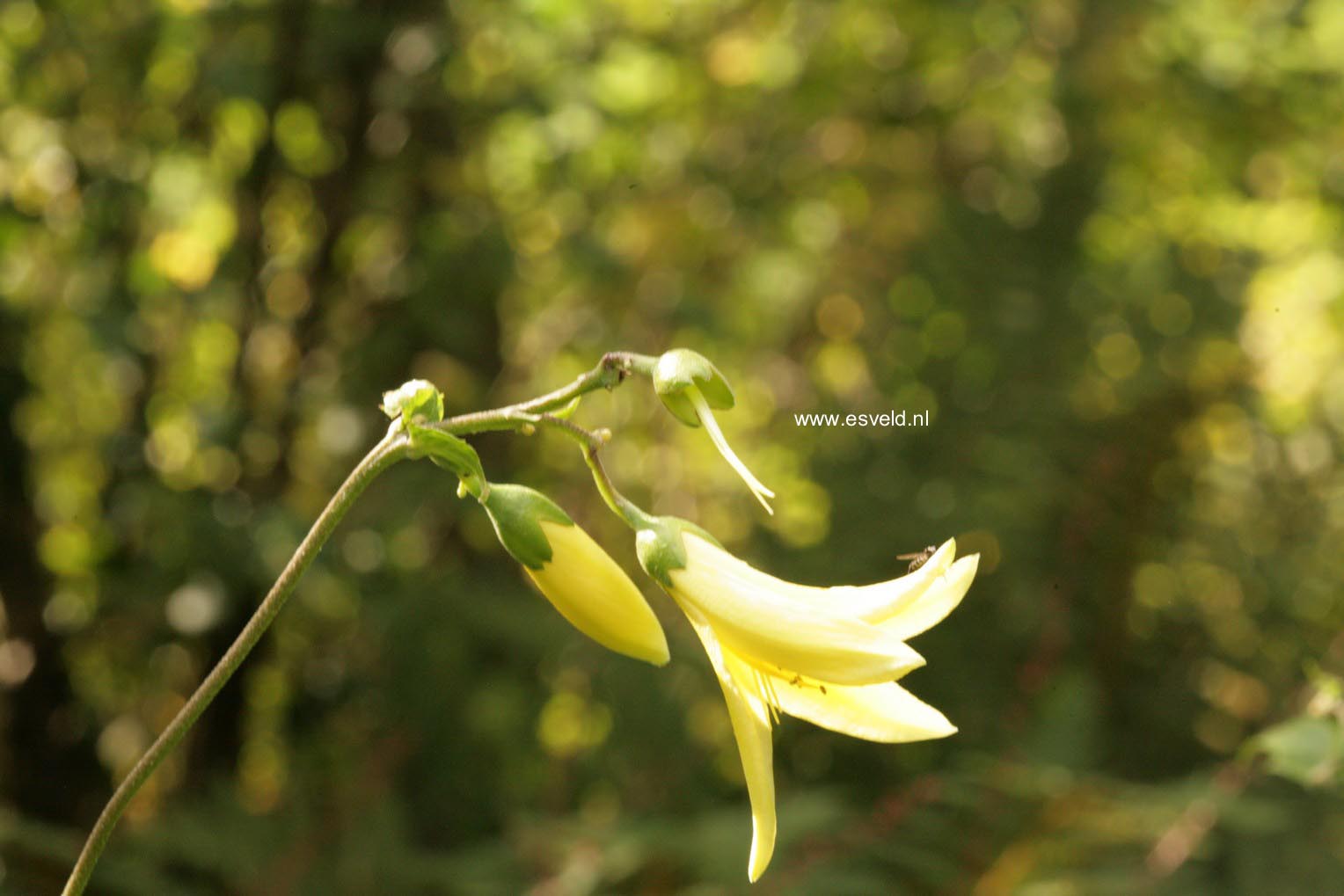 Kirengeshoma koreana