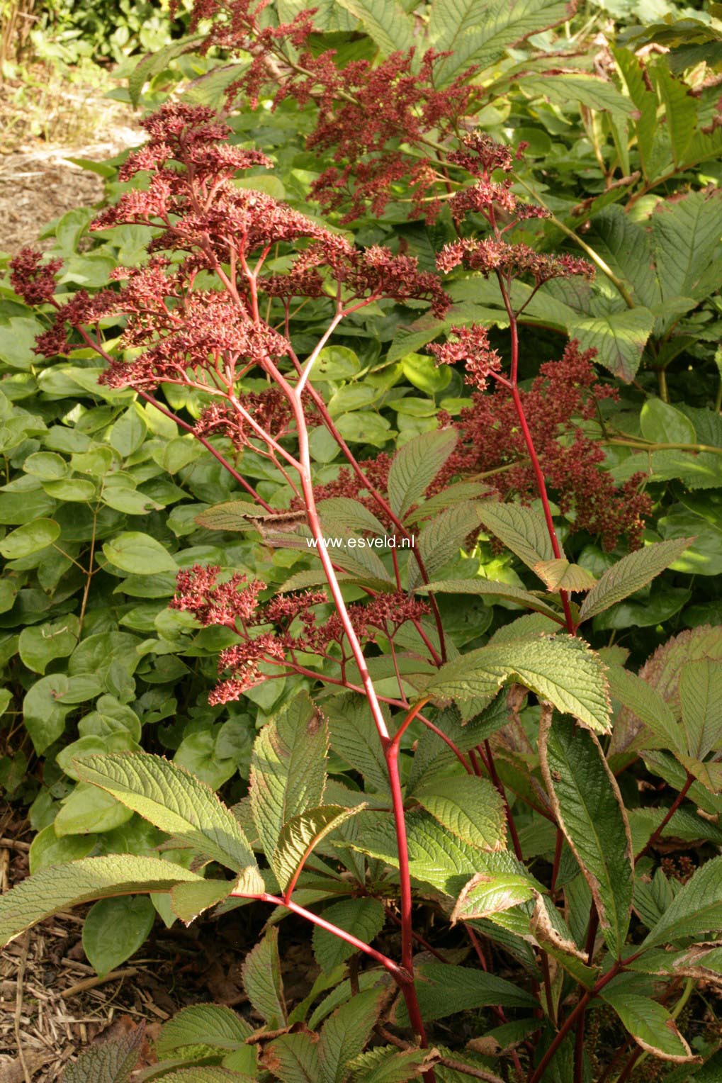 Rodgersia pinnata