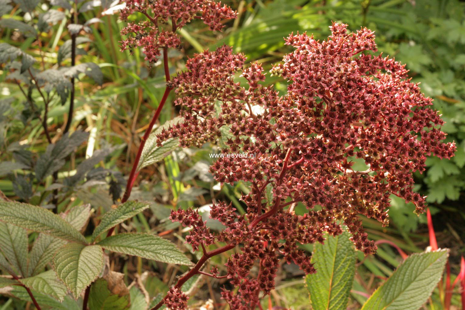 Rodgersia pinnata