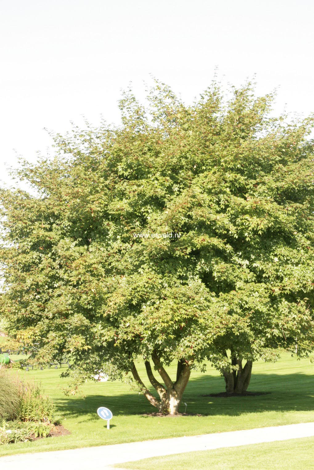 Acer zoeschense 'Annae'