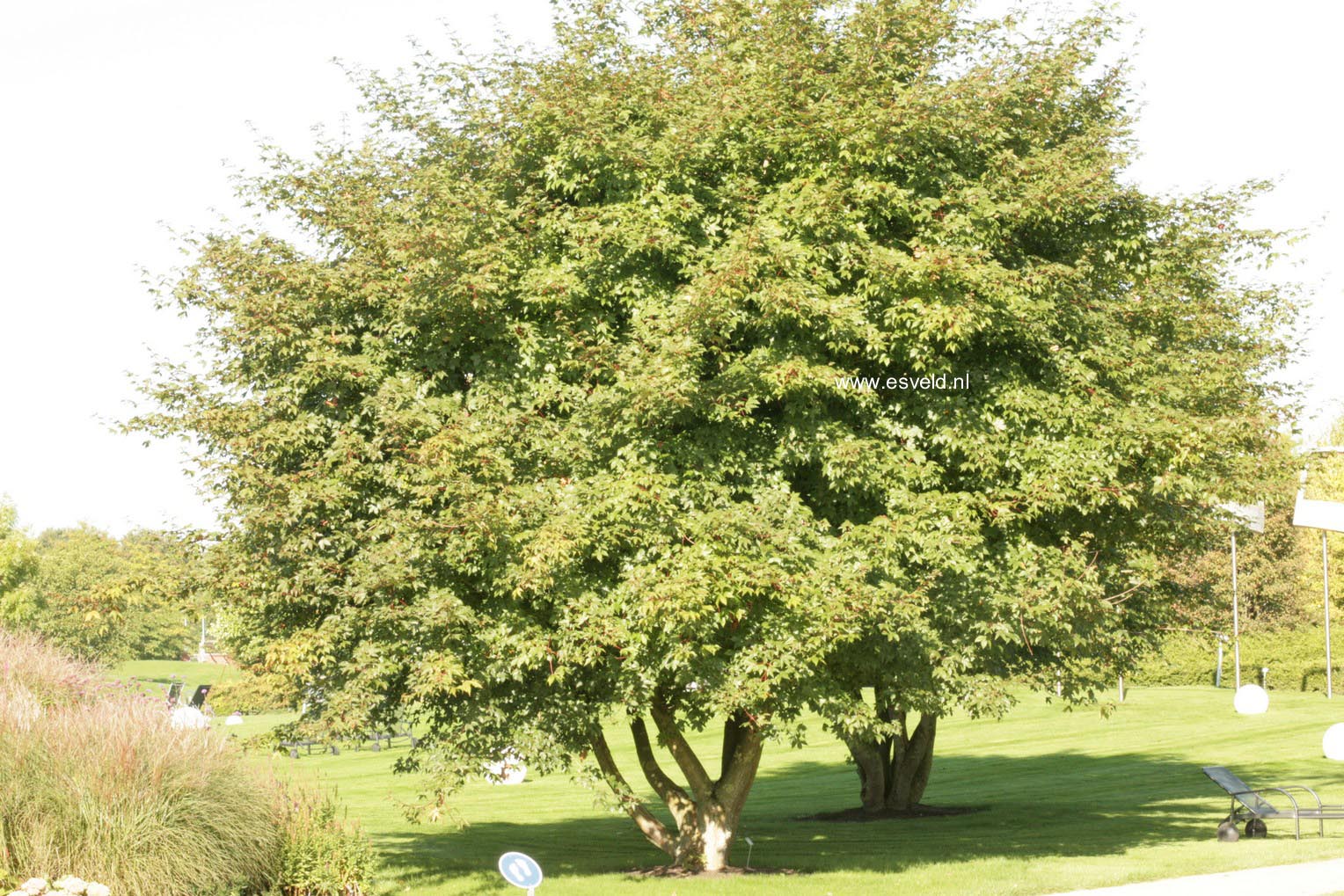 Acer zoeschense 'Annae'