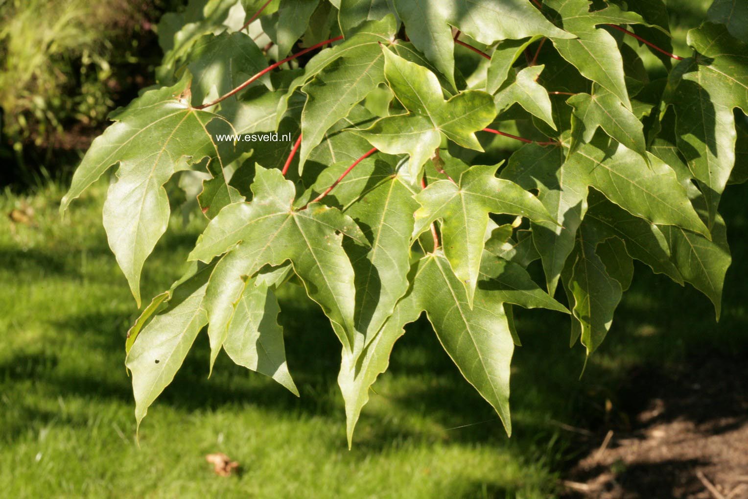 Acer zoeschense 'Annae'