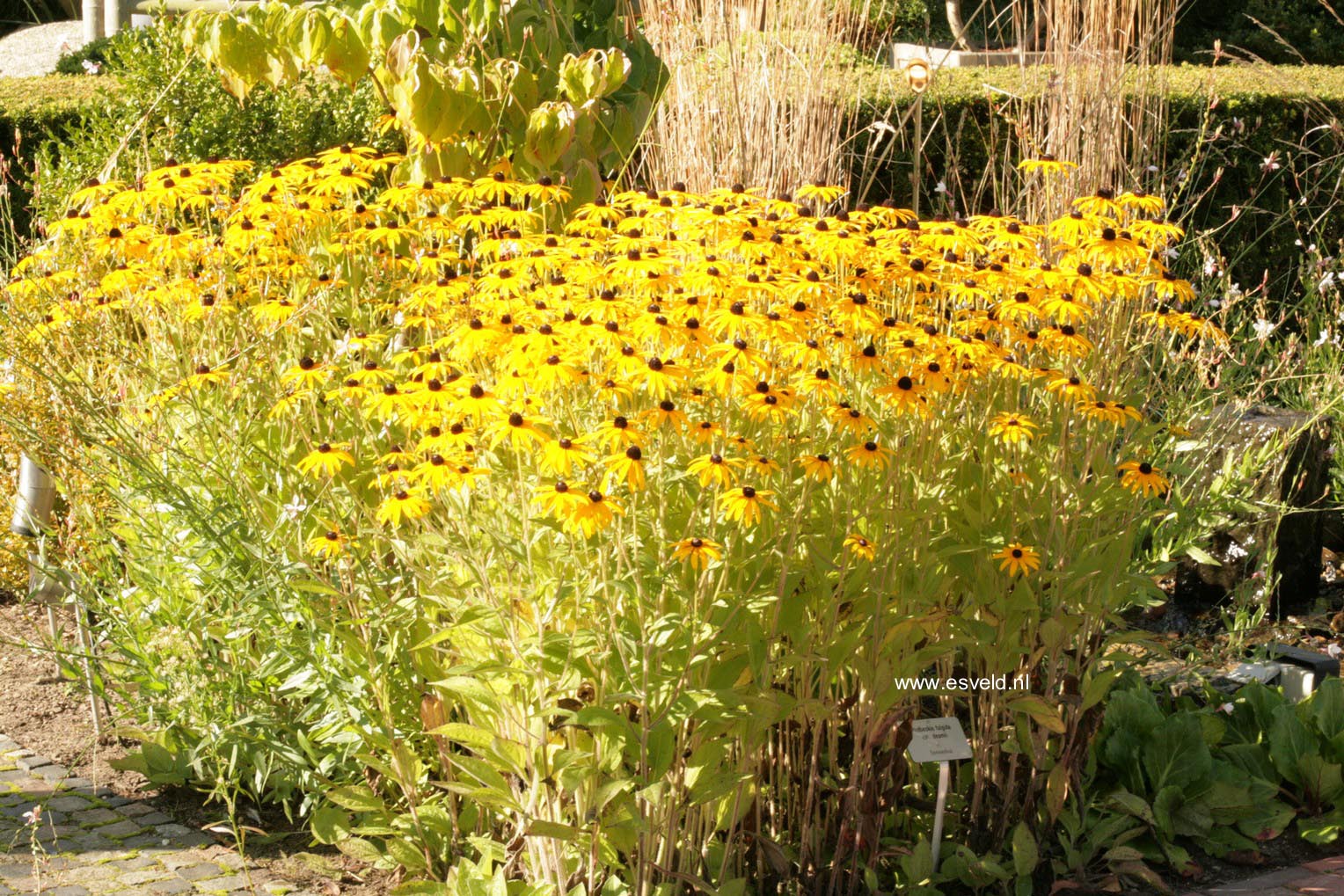 Rudbeckia fulgida var. deamii