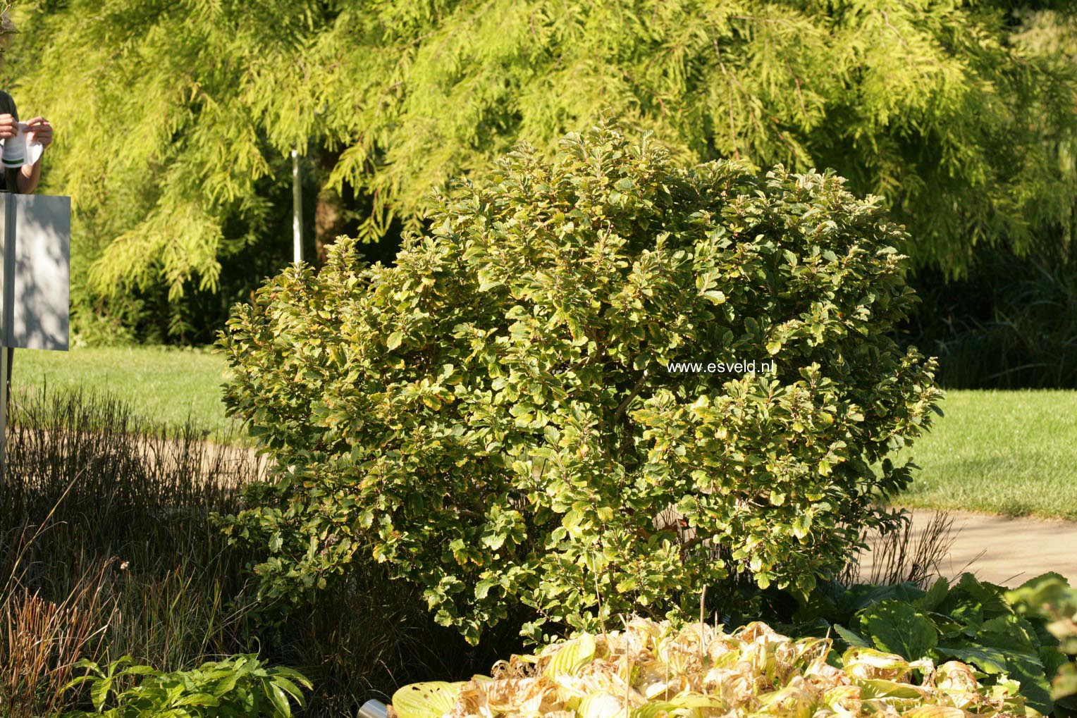 Hamamelis vernalis 'Quasimodo'