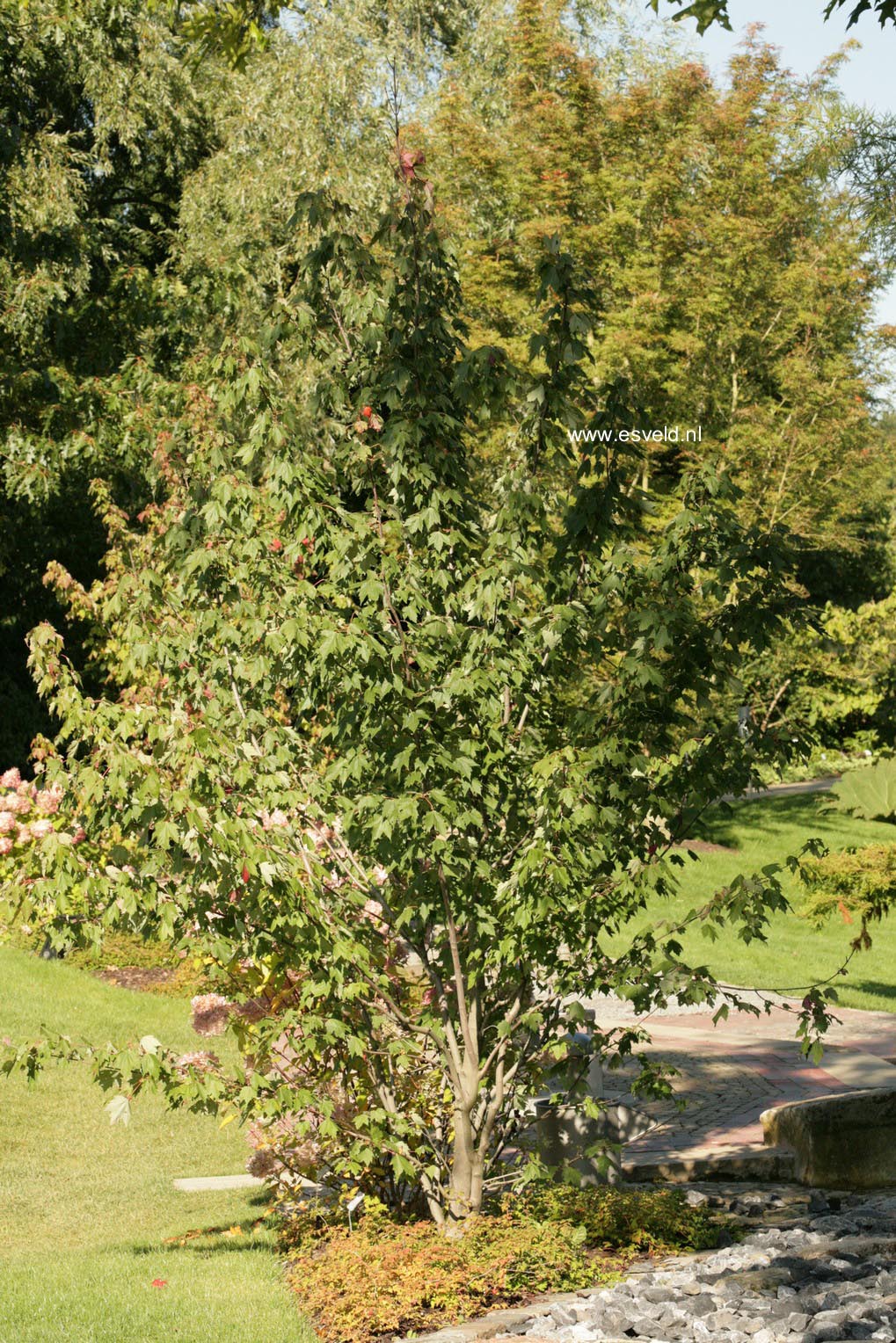 Acer rubrum