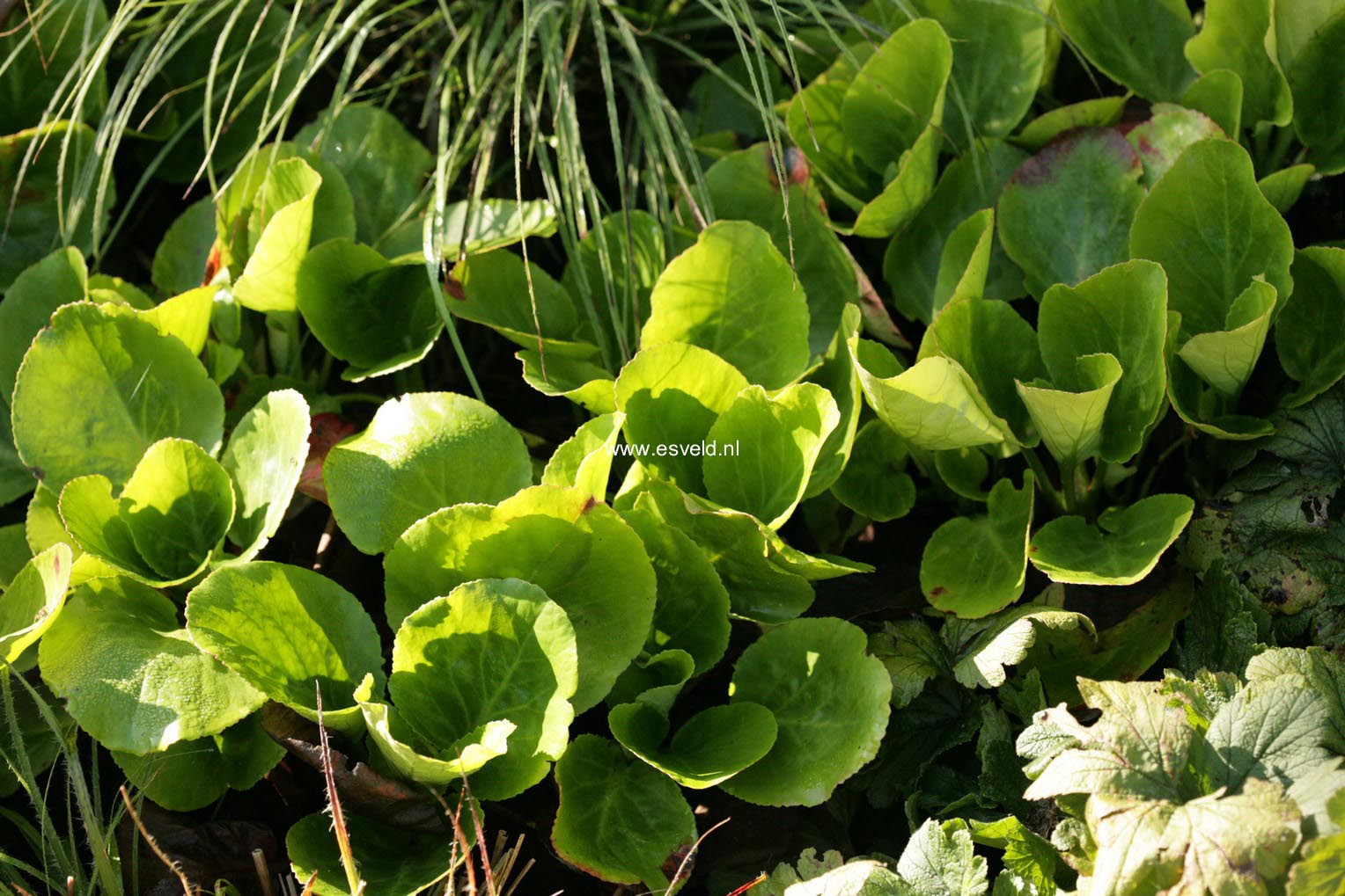 Bergenia cordifolia 'Eroica'