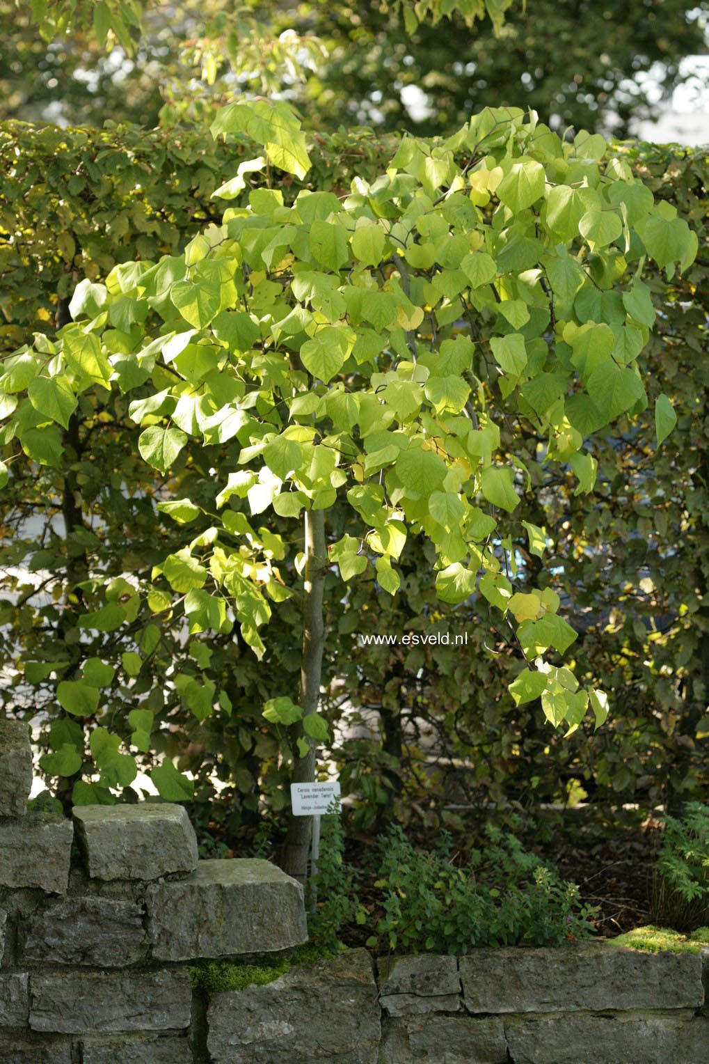 Cercis canadensis 'Covey' (LAVENDER TWIST)