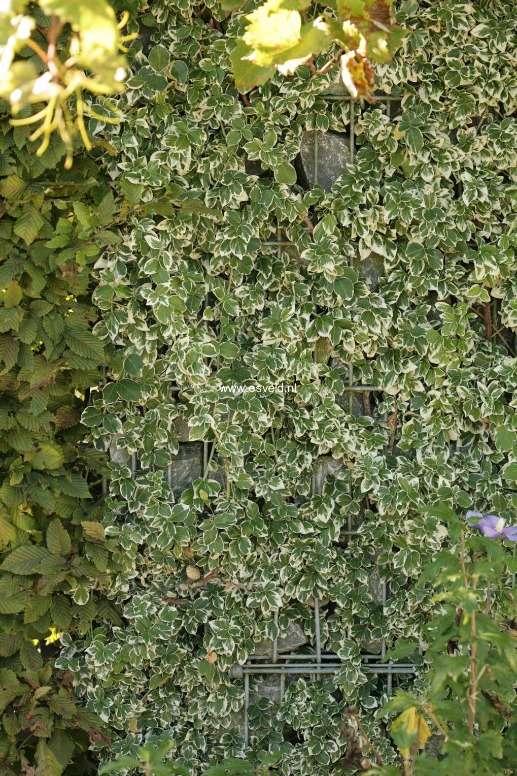 Euonymus fortunei 'Emerald Gaiety'