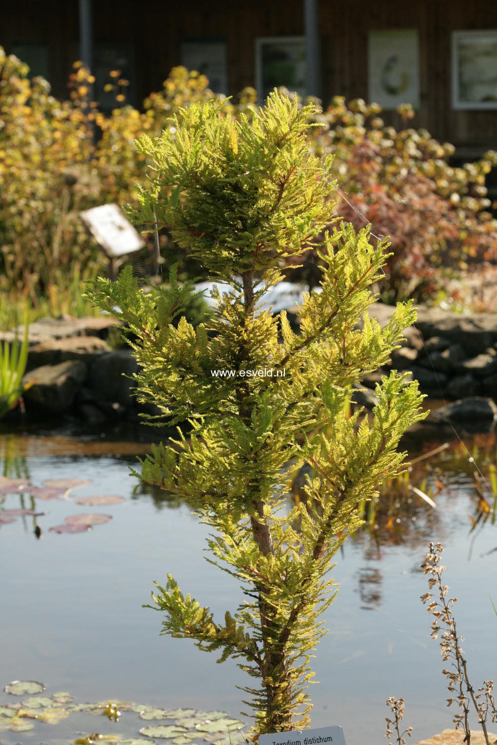 Taxodium distichum 'Peve Minaret'