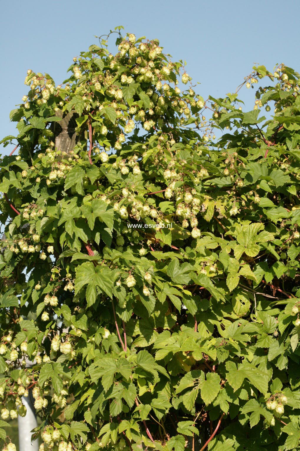 Humulus lupulus