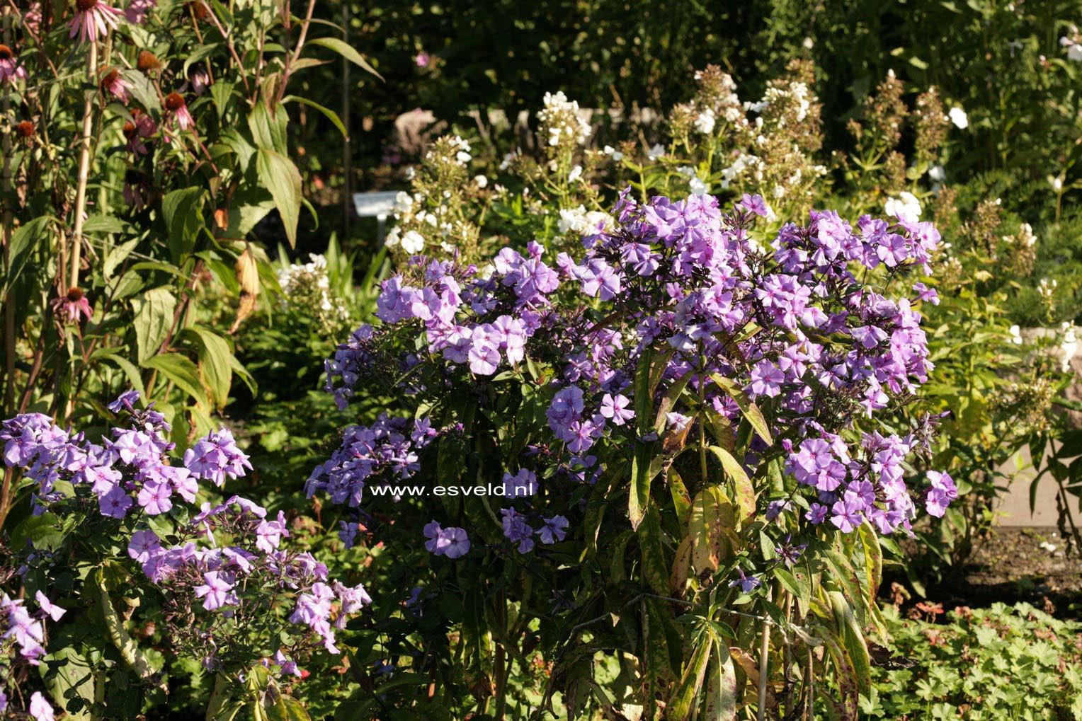 Phlox paniculata 'Blue Paradise'