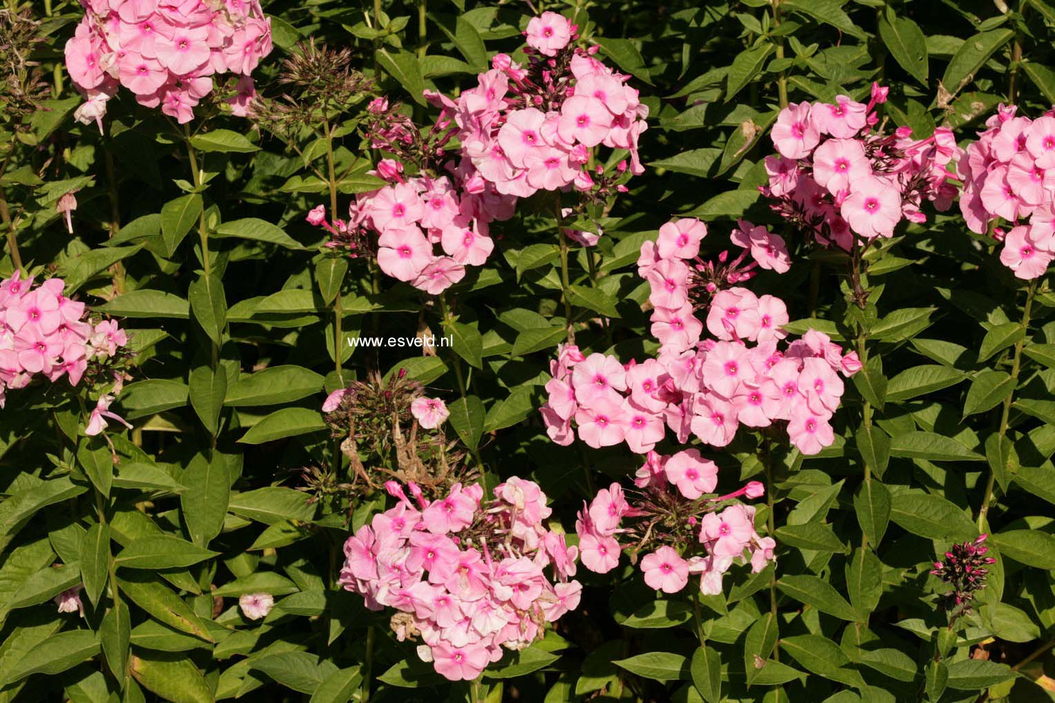 Phlox 'Herbstwalzer'