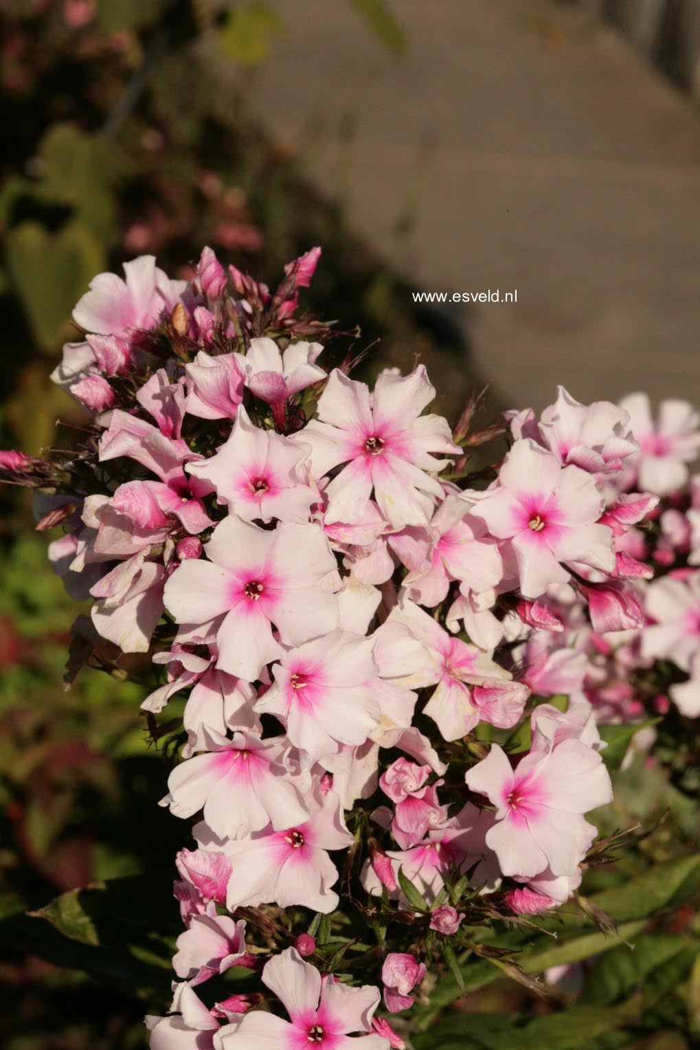 Phlox 'Bright Eyes' (Paniculata Group)