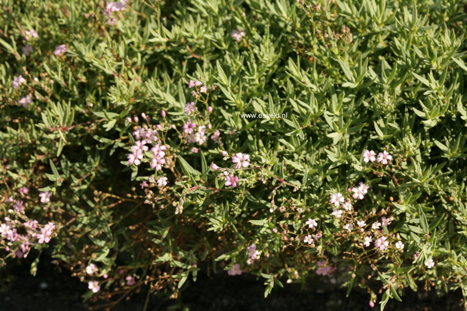 Gypsophila repens 'Rosea'