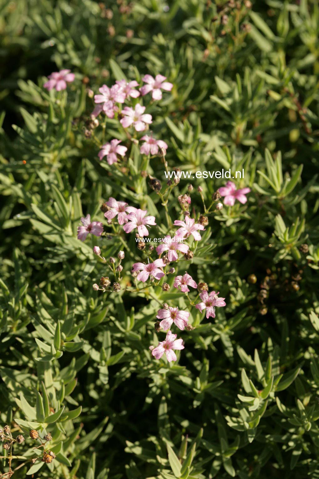 Gypsophila repens 'Rosea'