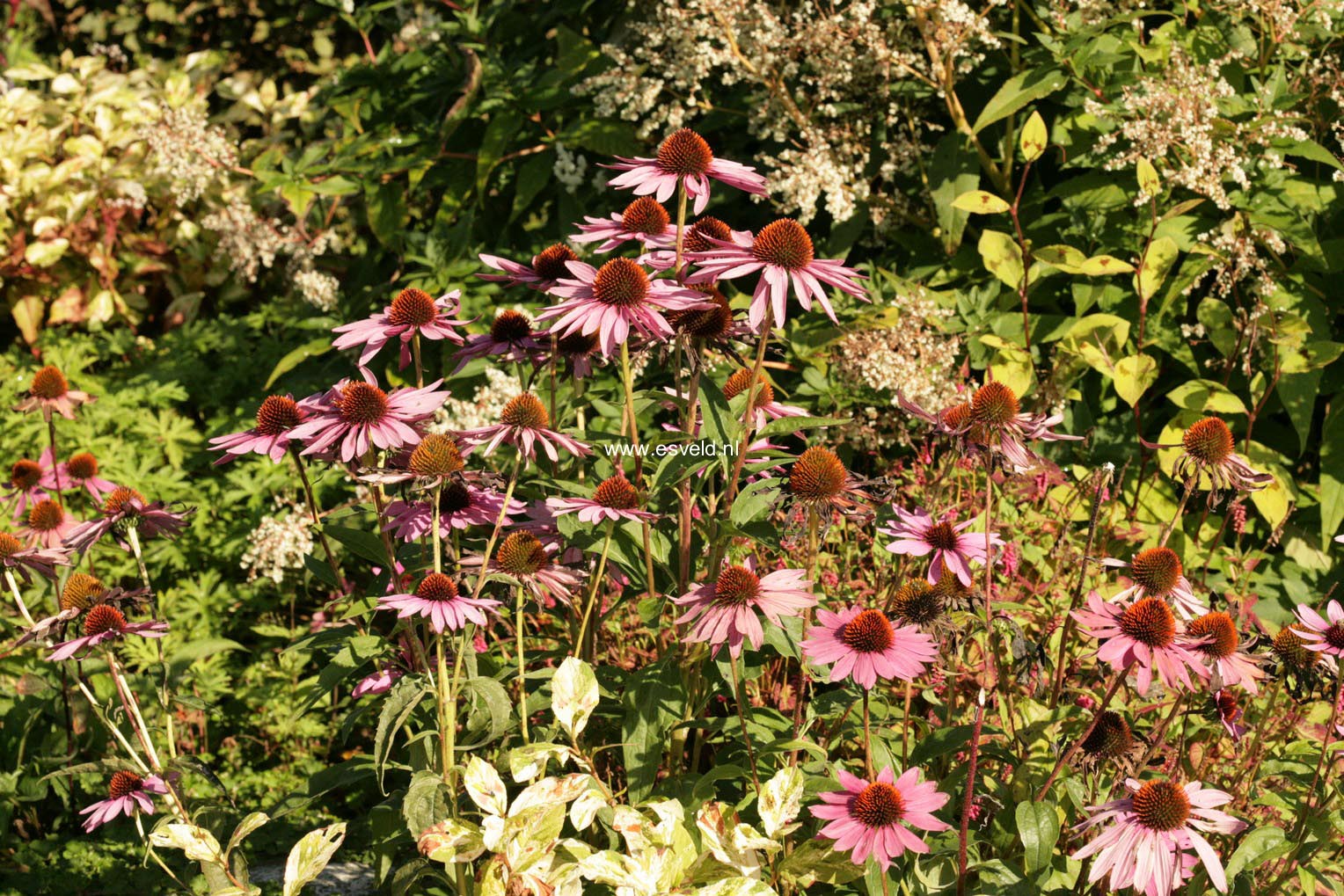 Echinacea purpurea 'Magnus'