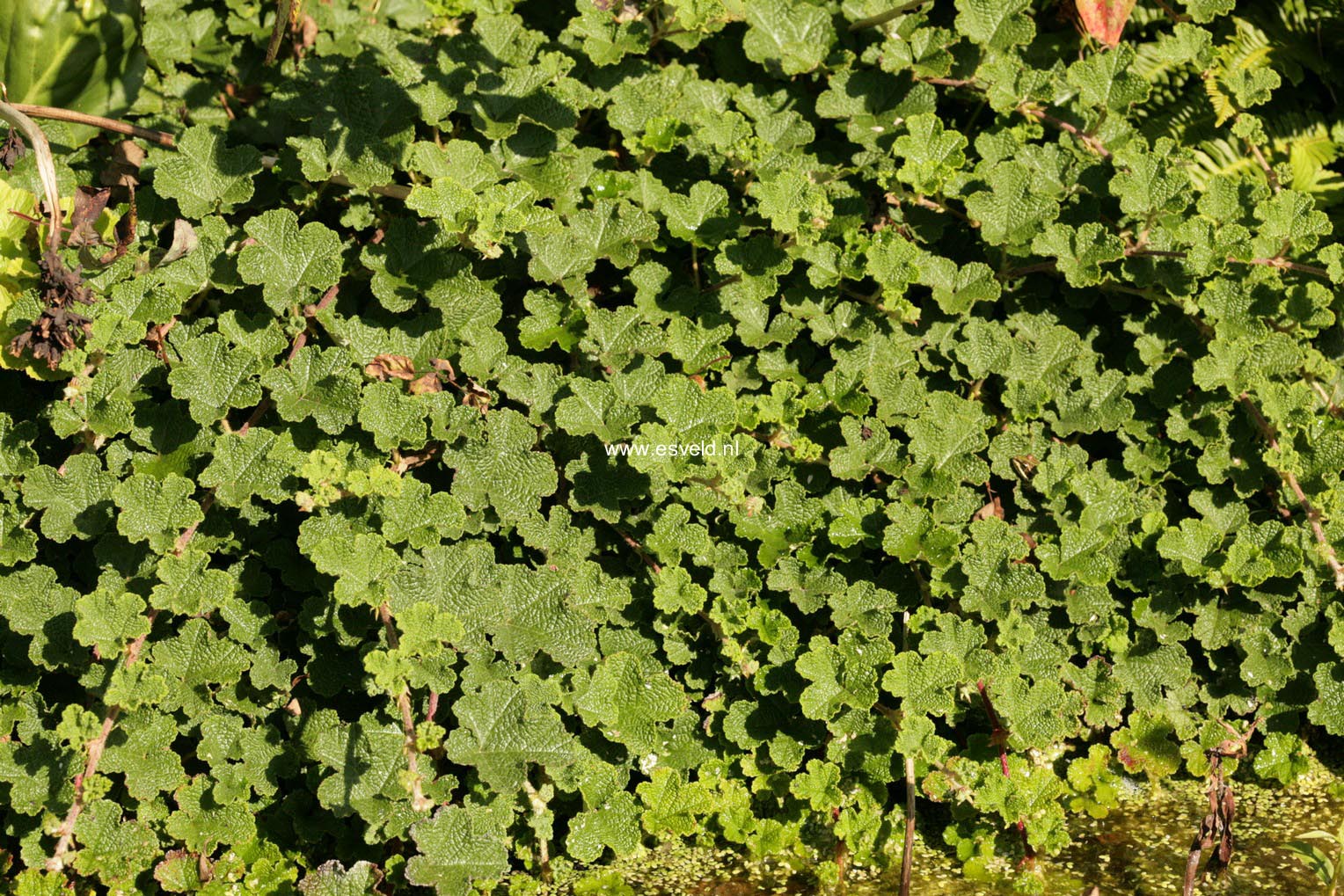 Rubus 'Betty Ashburner'