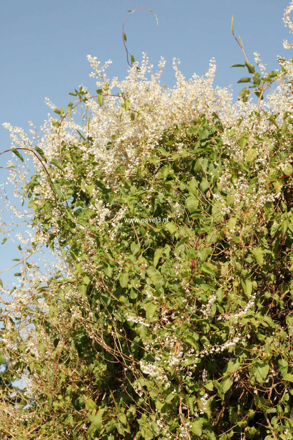 Fallopia baldschuanica