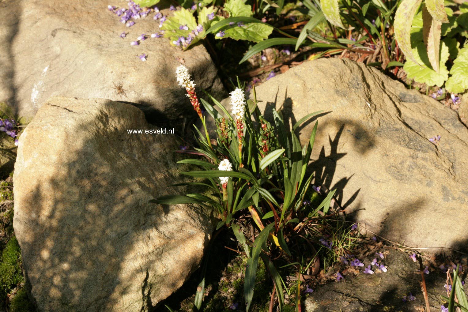 Persicaria vivipara