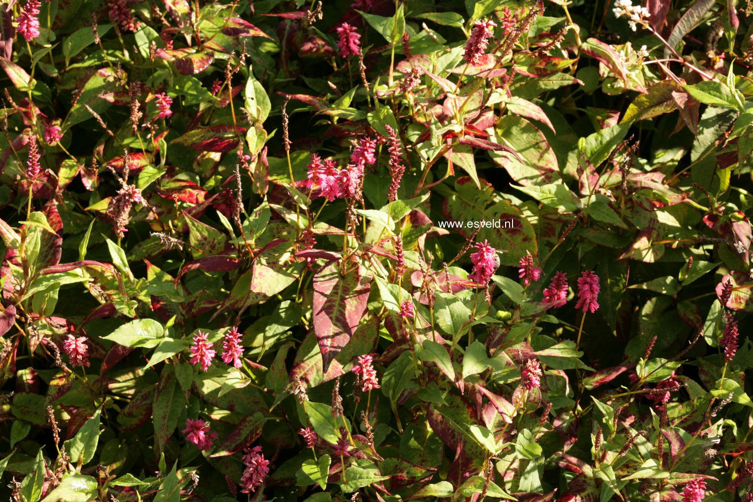 Persicaria amplexicaulis 'Inverleith'