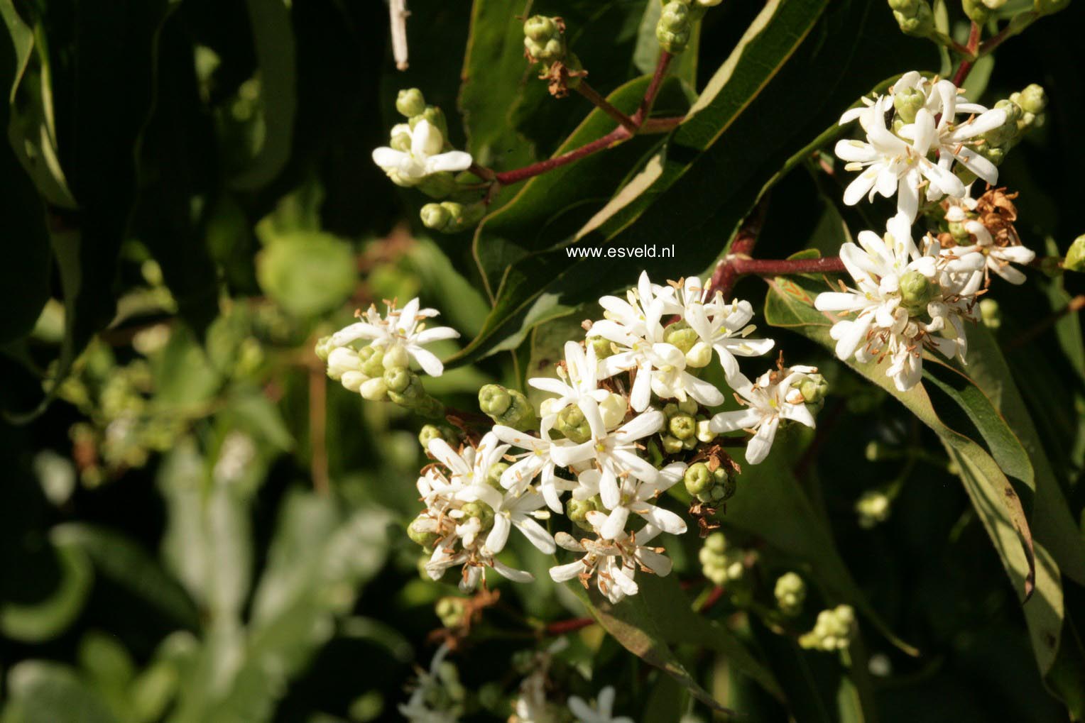 Heptacodium miconioides