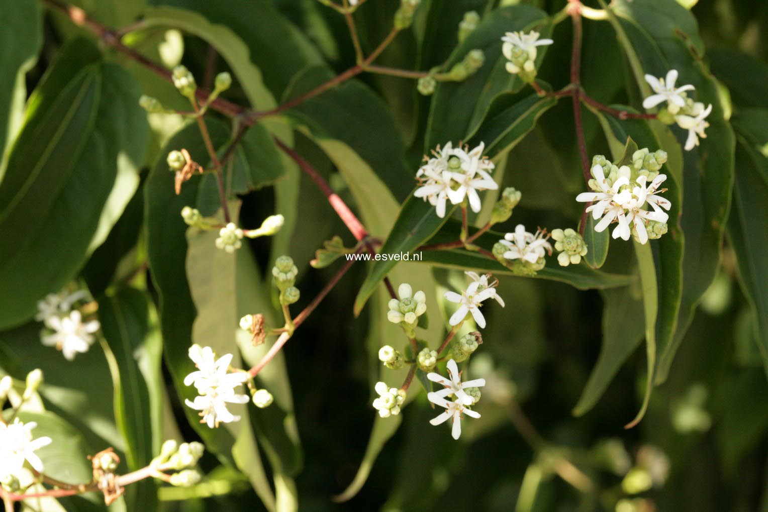 Heptacodium miconioides