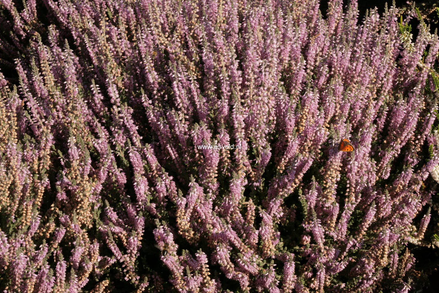 Calluna vulgaris 'Silver Knight'