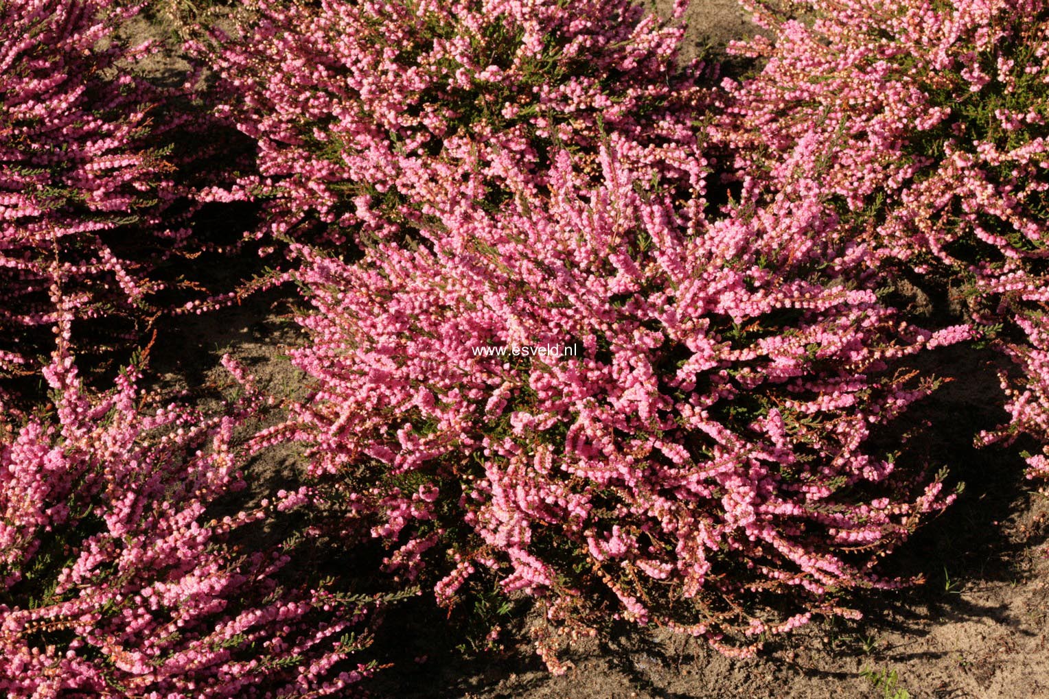 Calluna vulgaris 'Red Favorit'