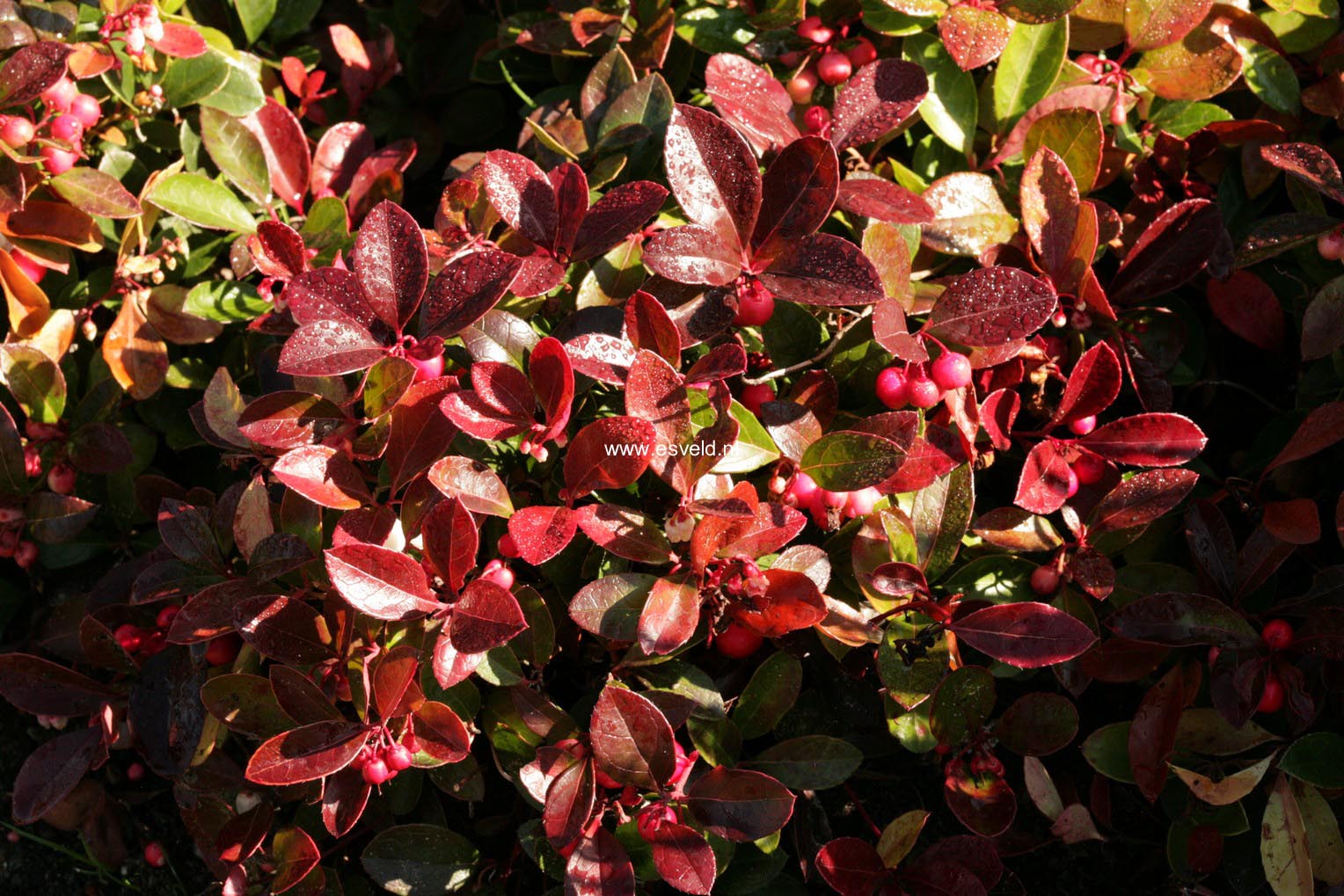 Gaultheria procumbens