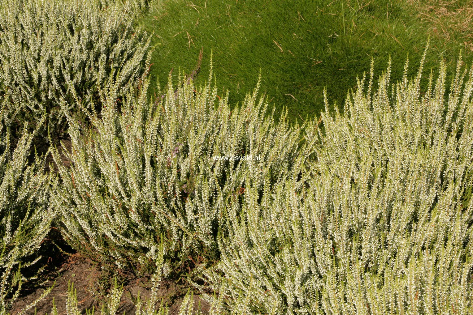 Calluna vulgaris 'Melanie' (GARDEN GIRLS)