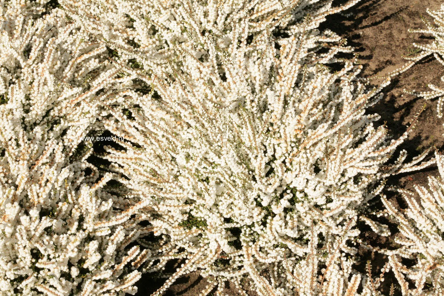 Calluna vulgaris 'Kinlochruel'