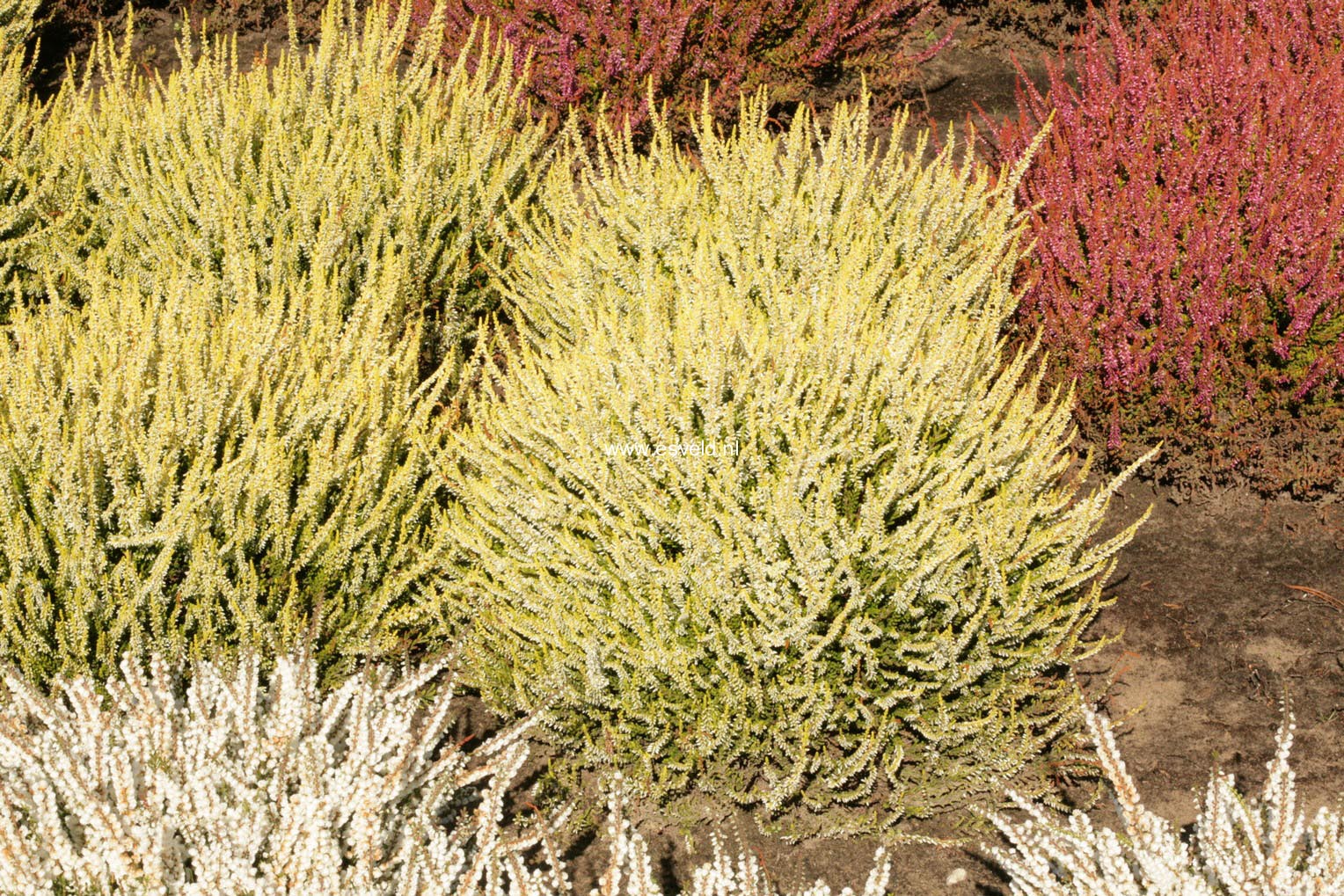 Calluna vulgaris 'Sandy' (GARDEN GIRLS)