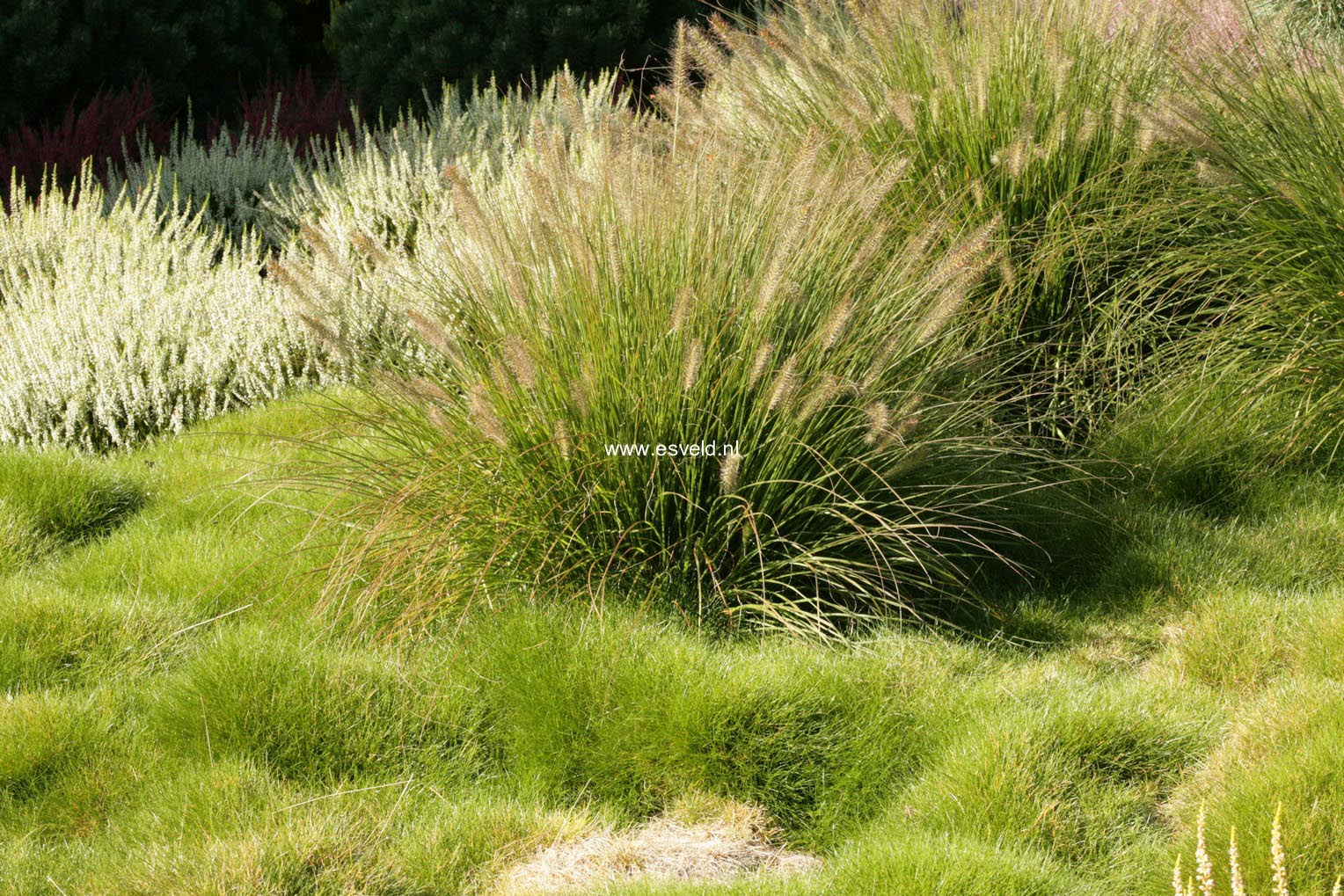 Pennisetum alopecuroides 'Hameln'