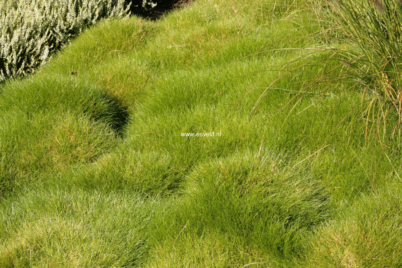 Festuca gautieri