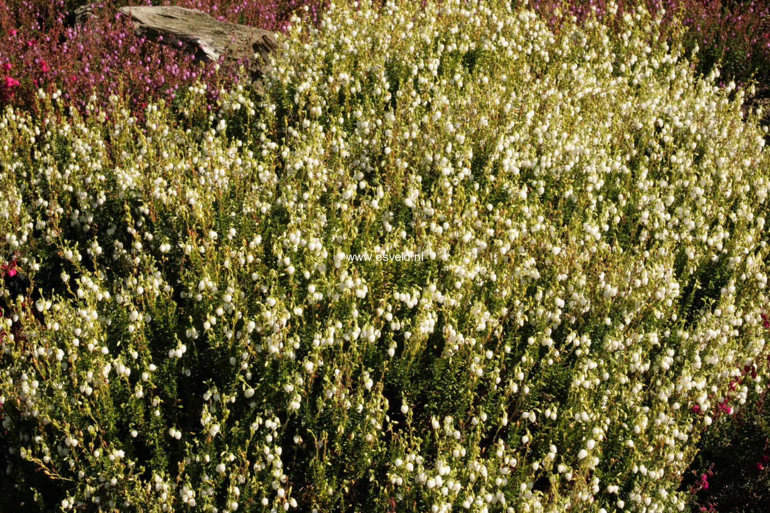 Daboecia cantabrica 'Alba'