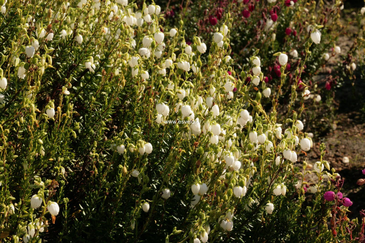 Daboecia cantabrica 'Alba'