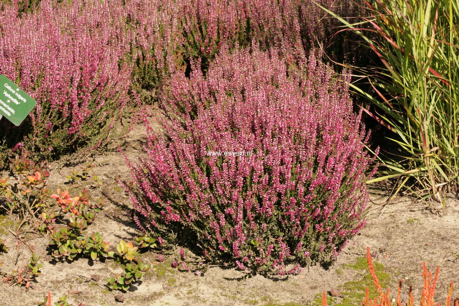Calluna vulgaris 'Aphrodite' (GARDEN GIRLS)