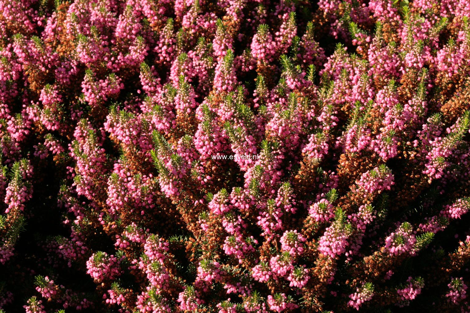 Erica vagans 'Mrs. D.F. Maxwell'