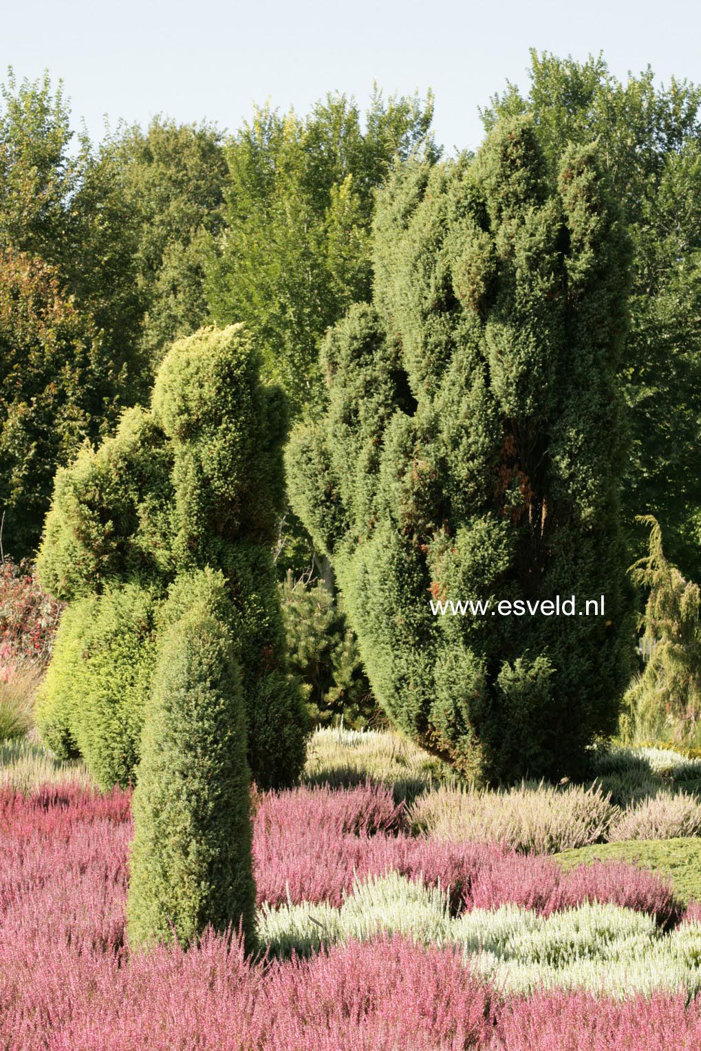 Juniperus communis 'Hibernica'