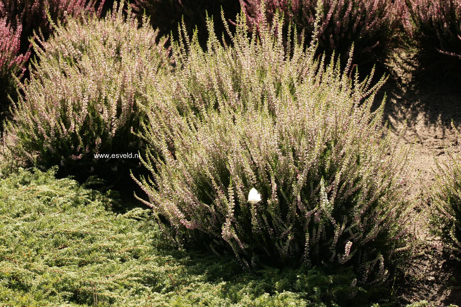 Calluna vulgaris 'Anette' (GARDEN GIRLS)