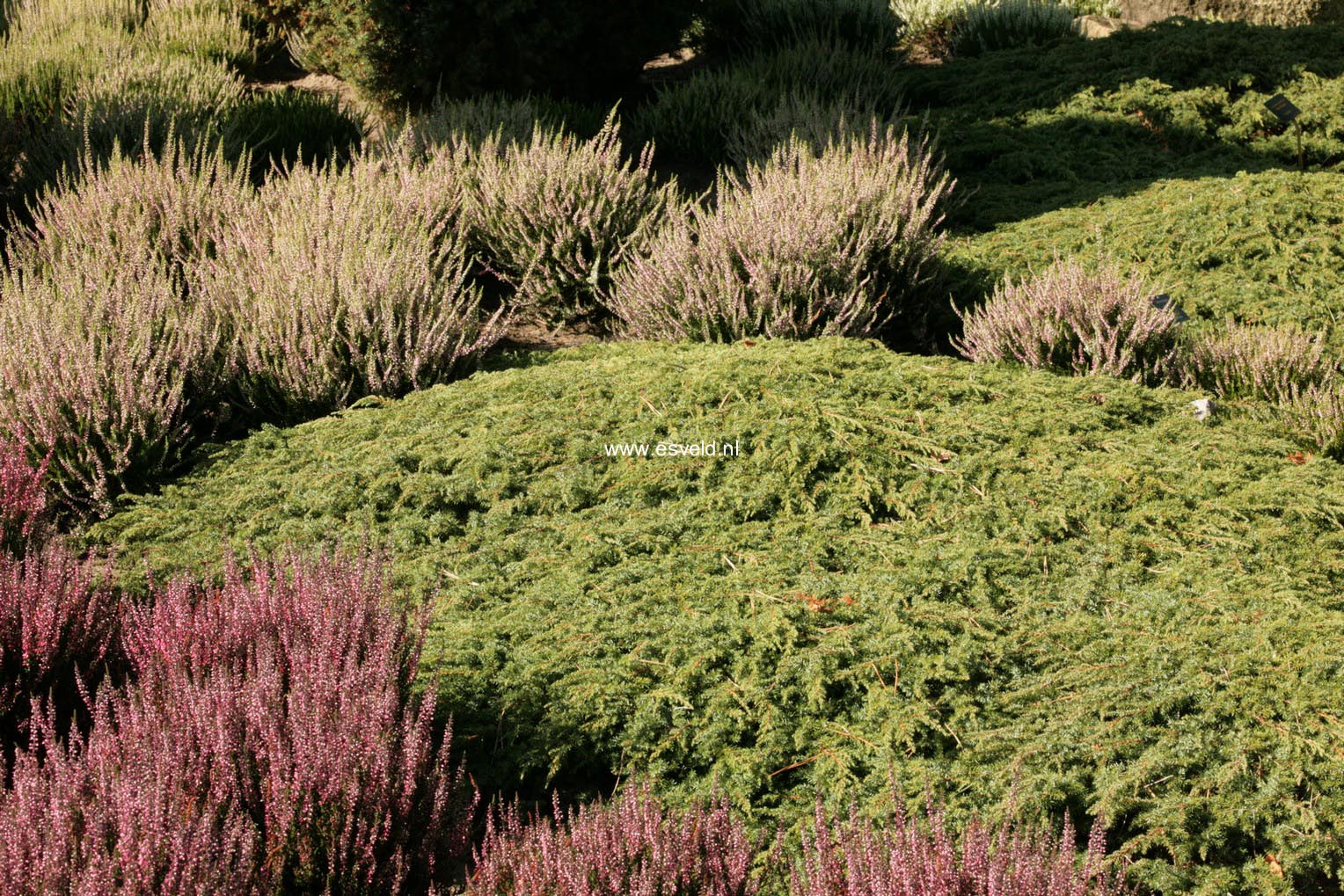 Juniperus communis 'Green Carpet'