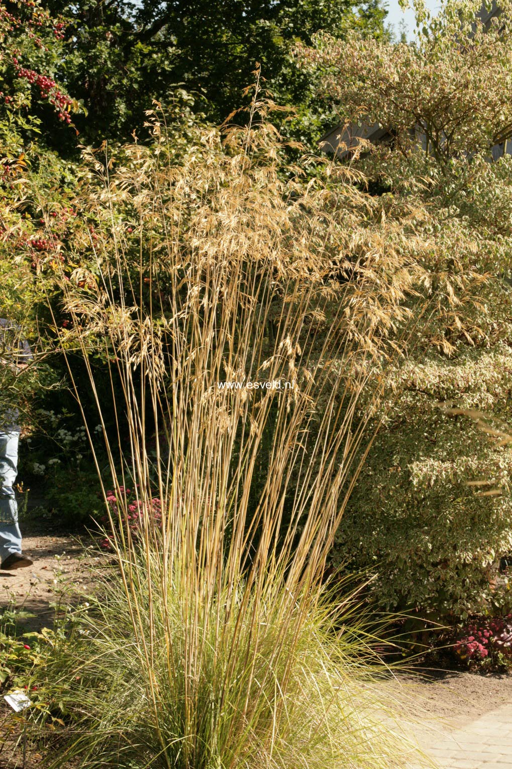 Stipa gigantea