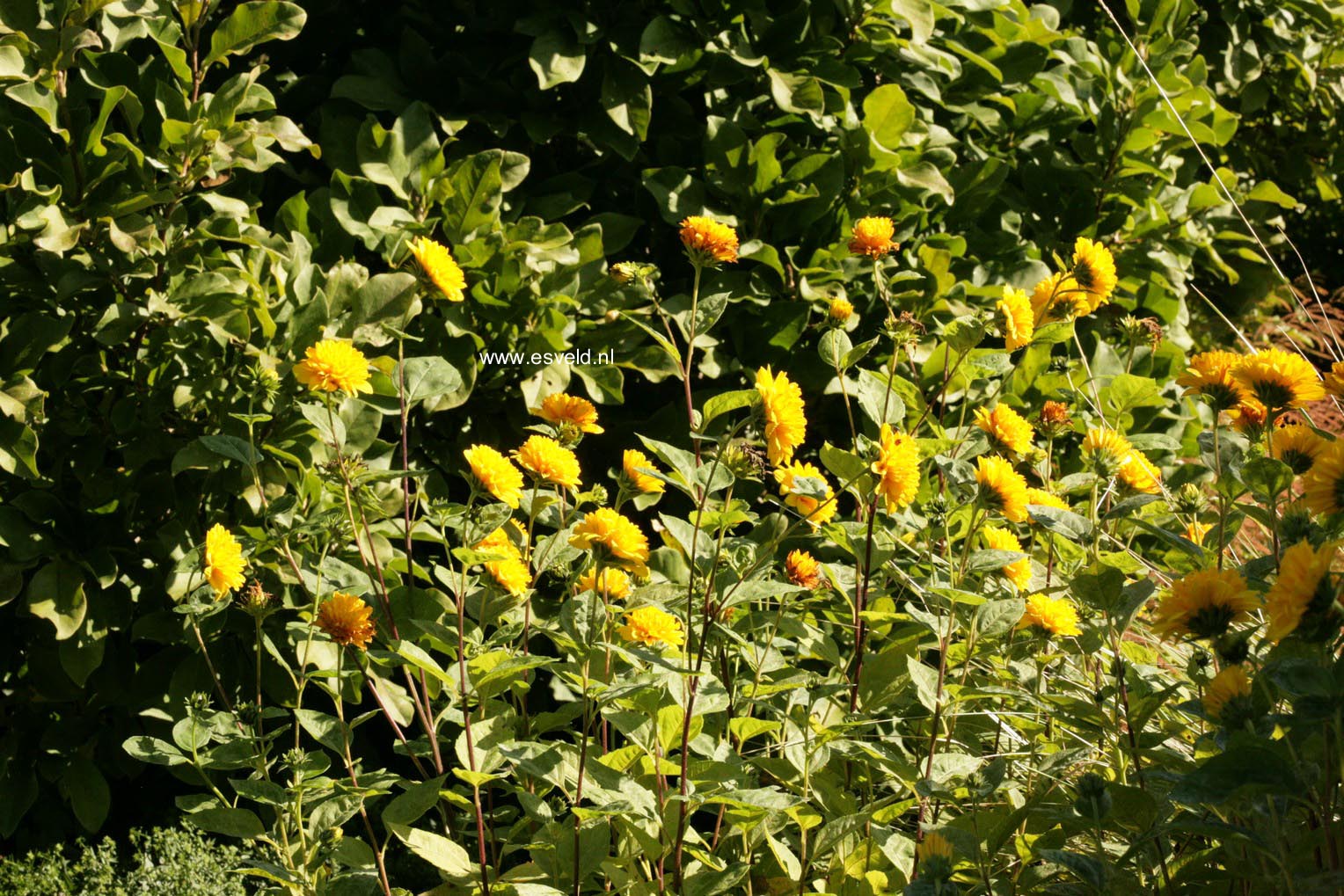 Helianthus decapetalus 'Soleil d'Or'