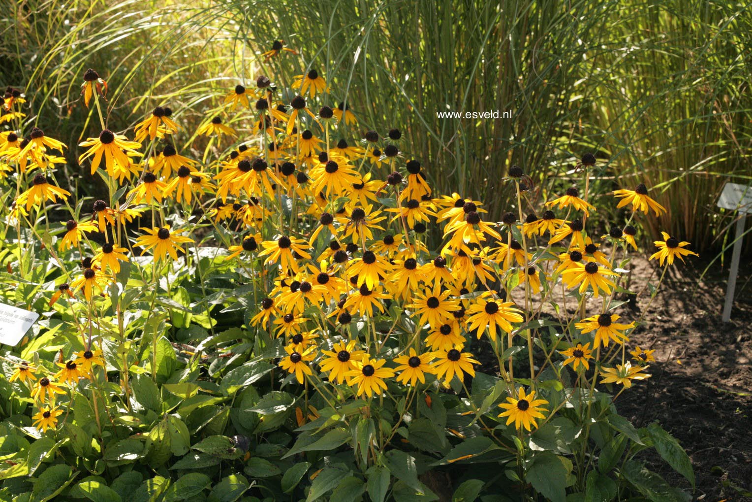 Rudbeckia fulgida 'Goldsturm'