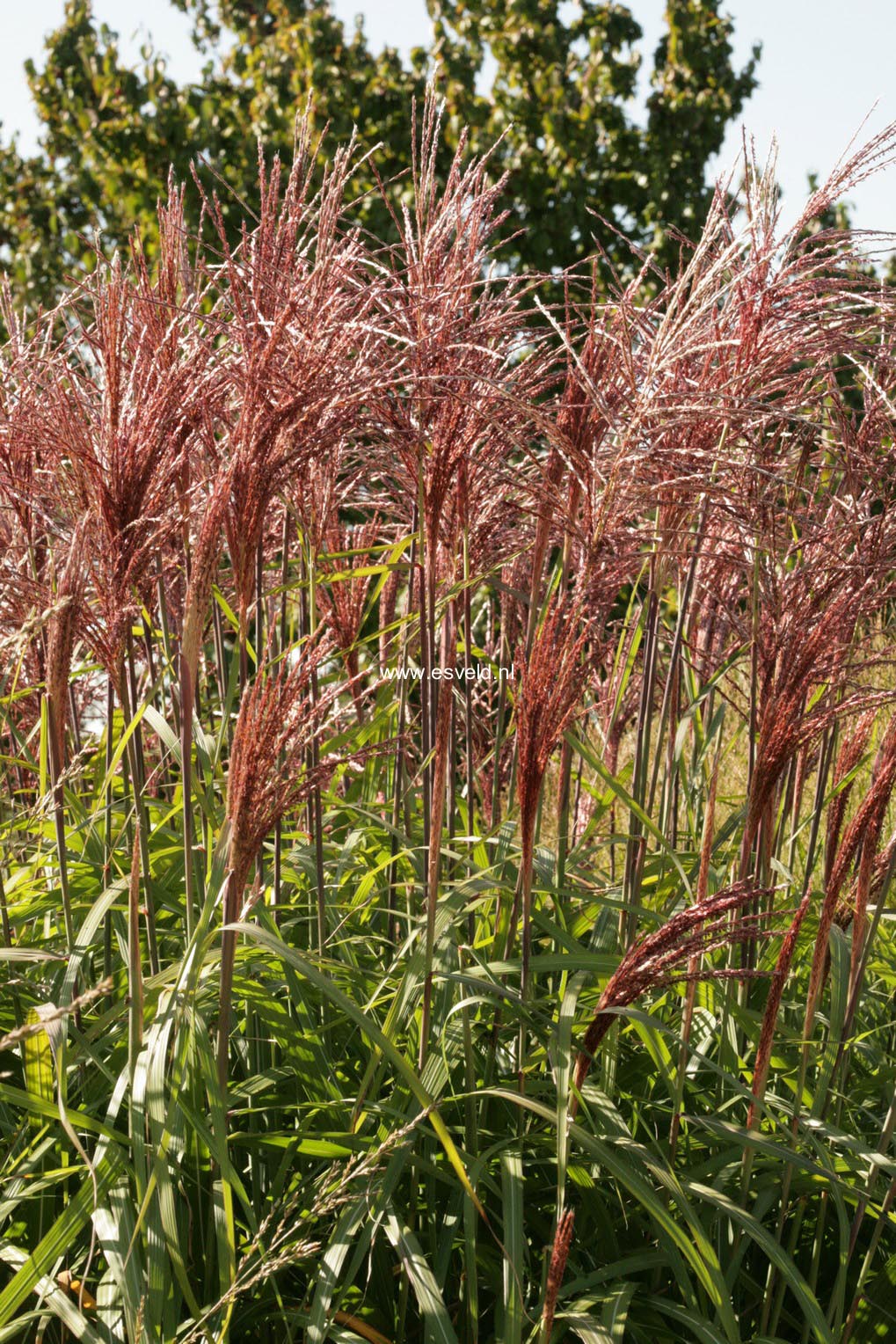 Miscanthus sinensis 'Malepartus'