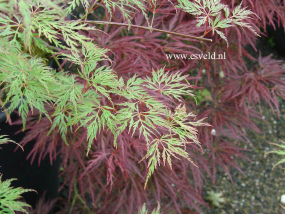 Acer palmatum 'Emerald Lace'