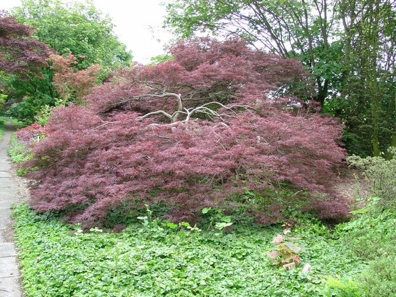 Acer palmatum 'Garnet'