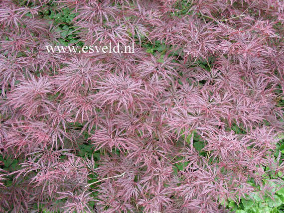 Acer palmatum 'Garnet'