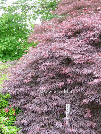 Acer palmatum 'Inaba shidare'